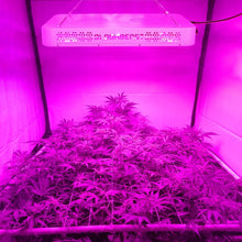 Growing Lights COB LED Plant Light Dimmable Full Spectrum 13 band A900 900w BloomBeast Hydroponics Greenhouse Lighting Clone Seedling Veg Flower(High Yield)