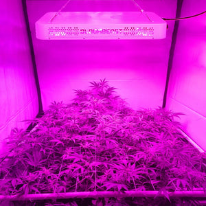 Growing Lights COB LED Plant Light Dimmable Full Spectrum 13 band A900 900w BloomBeast Hydroponics Greenhouse Lighting Clone Seedling Veg Flower(High Yield)