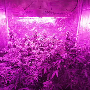 Growing Lights COB LED Plant Light Dimmable Full Spectrum 13 band A900 900w BloomBeast Hydroponics Greenhouse Lighting Clone Seedling Veg Flower(High Yield)